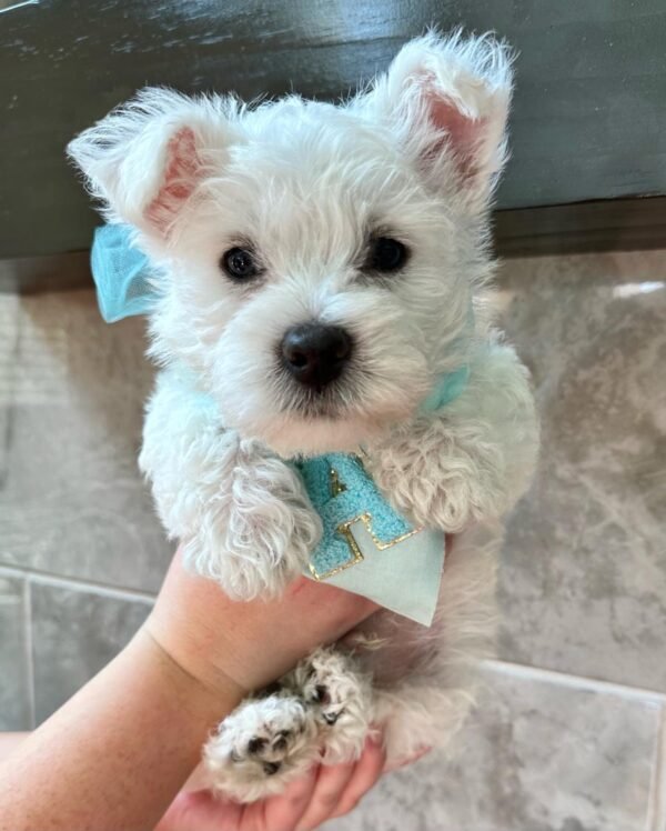 Duke