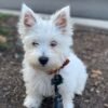 Charlie