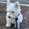 Charlie