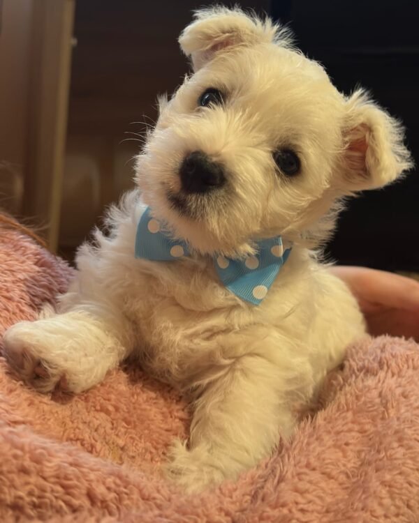 Hugo