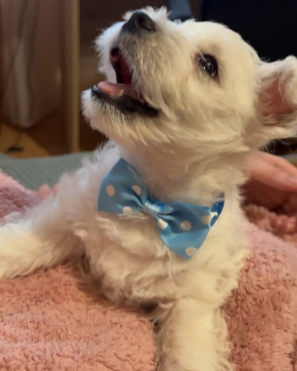 Hugo
