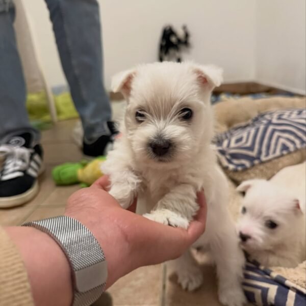 Oscar