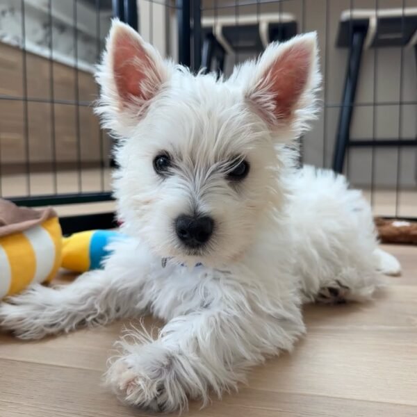 Koda