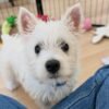 Koda